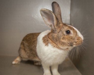 Paskalya zamanı kulübesinde yemek arayan meraklı ama sevgi dolu bir tavşan..