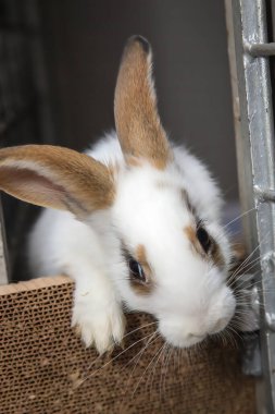 Paskalya zamanı kulübesinde yemek arayan meraklı ama sevgi dolu bir tavşan..