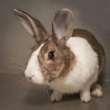 Paskalya zamanı kulübesinde yemek arayan meraklı ama sevgi dolu bir tavşan..