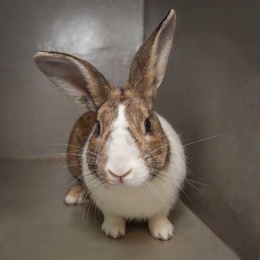 Paskalya zamanı kulübesinde yemek arayan meraklı ama sevgi dolu bir tavşan..