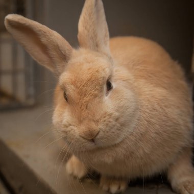Paskalya zamanı kulübesinde yemek arayan meraklı ama sevgi dolu bir tavşan..