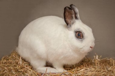 Paskalya zamanı kulübesinde yemek arayan meraklı ama sevgi dolu bir tavşan..