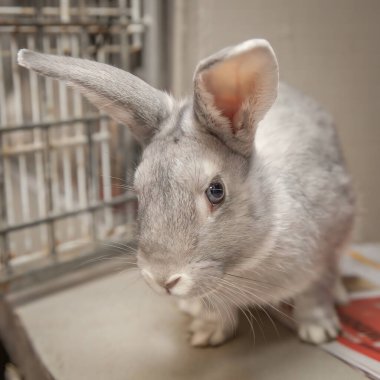 Paskalya zamanı kulübesinde yemek arayan meraklı ama sevgi dolu bir tavşan..