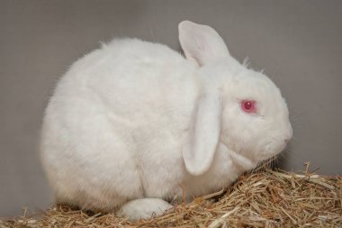 Paskalya zamanı kulübesinde yemek arayan meraklı ama sevgi dolu bir tavşan..