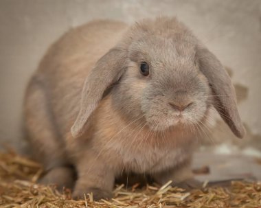Paskalya zamanı kulübesinde yemek arayan meraklı ama sevgi dolu bir tavşan..