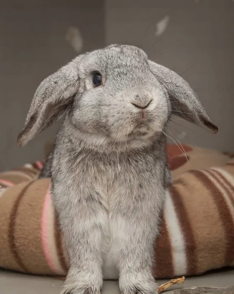 Curious Loving Bunny Looking Food His Hutch Easter Time — Stock Photo, Image