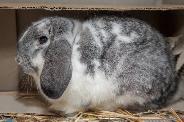 Conejito Curioso Pero Cariñoso Que Busca Comida Alrededor Embrague Semana —  Fotos de Stock