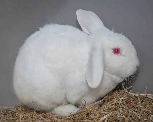 Een Nieuwsgierig Maar Liefdevol Konijn Zoek Naar Eten Rond Zijn — Stockfoto