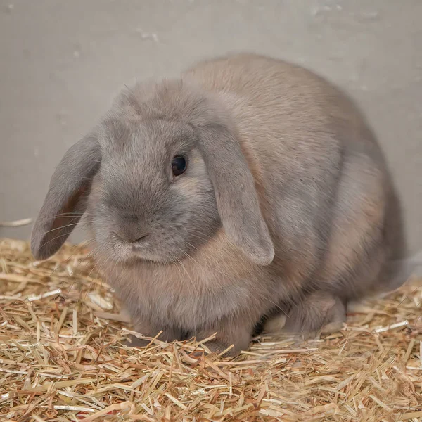 Цікавий Але Люблячий Кролик Шукає Їжу Навколо Своєї Хатини Великдень — стокове фото