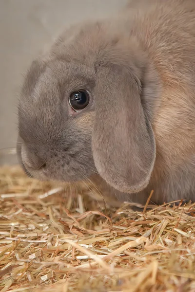 Een Nieuwsgierig Maar Liefdevol Konijn Zoek Naar Eten Rond Zijn — Stockfoto