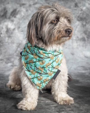 Yaşlı bir sınır teriyeri kamera için çok çalışıyor ve mutlu görünmeye çalışıyor..