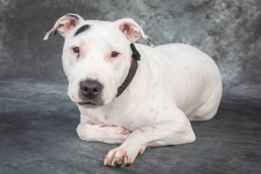 Beyaz ağırlıklı bir Staffordshire Bull Terrier bir portre fotoğrafı için poz veriyor..