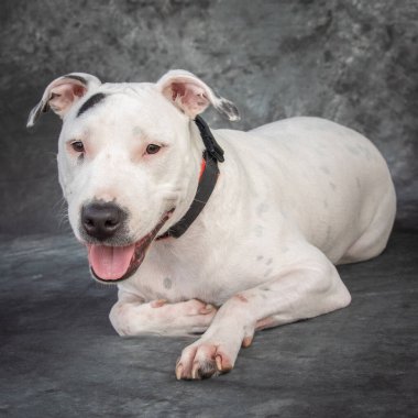 Beyaz ağırlıklı bir Staffordshire Bull Terrier bir portre fotoğrafı için poz veriyor..