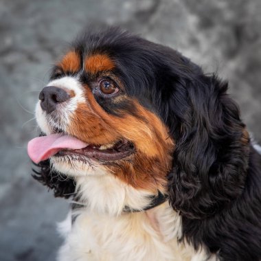Bu hafif kilolu Kral Charles Spaniel 'in uzun ipeksi paltosu bir sürü' tüy 'gösteriyor..