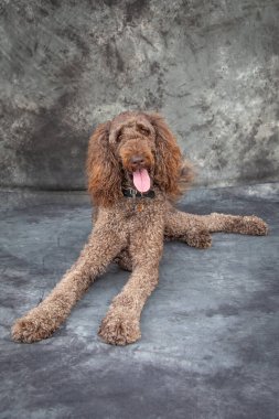 Etraftaki en dost canlısı köpeklerden biri, Labradoodle..