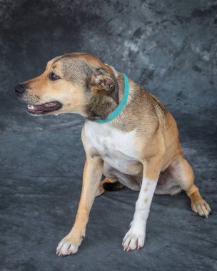 Açık kahverengi ve beyaz, melez bir erkek köpek..