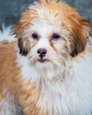 Tibetli bir Spaniel ile canlı bir melez bu çok aktif ve tetikte köpek yapar..