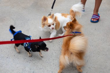 Daha önce tanıştırılmamış üç küçük köpek bahçede oynuyorlar..