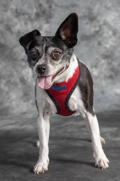 The American Rat Terrier is quite a rare dog thesedays.