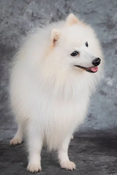 Een Dikke Lange Dubbele Jas Houdt Amerikaanse Eskimo Dog Het — Stockfoto