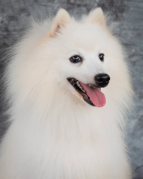 Een Dikke Lange Dubbele Jas Houdt Amerikaanse Eskimo Dog Het — Stockfoto