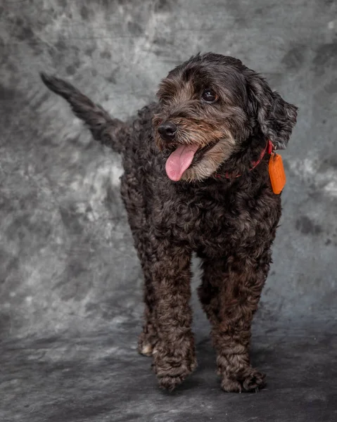 一种小的深褐色拉布拉多犬 — 图库照片
