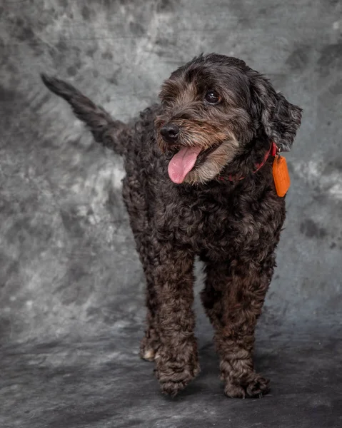 Piccolo Labradoodle Marrone Scuro — Foto Stock