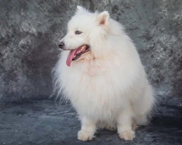Ένα Διπλό Επίχρισμα Μεγάλο Λευκό Σκυλί Ψάχνει Για Ένα Ποτό — Φωτογραφία Αρχείου