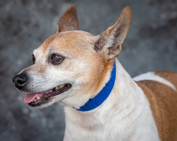 Este Perro Está Llevando Bien Edad Cruce Entre Toy Fox —  Fotos de Stock