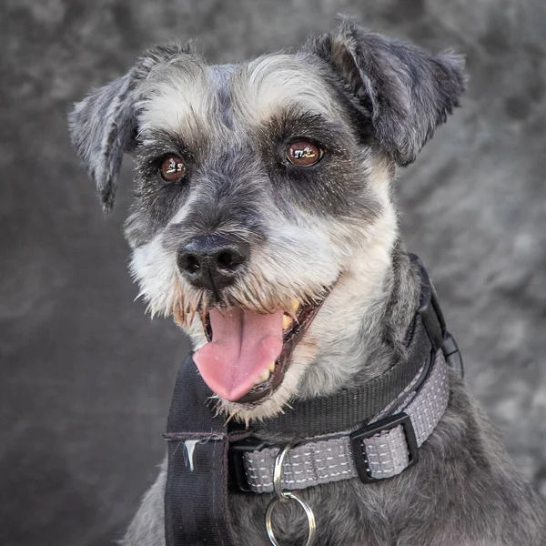 Schnauzer Feliz Amigable Posando Para Cámara — Foto de Stock