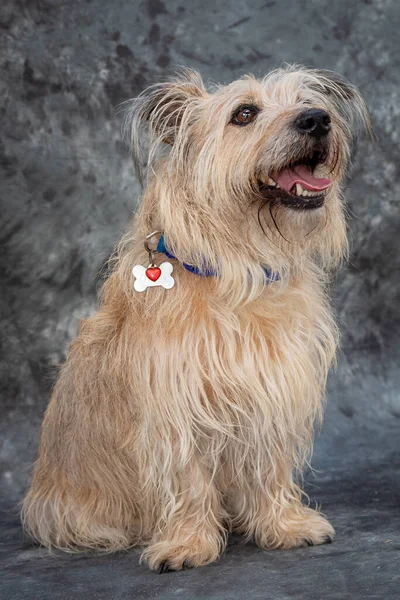 Amistoso Australian Terrier Cruza Raza Buscando Una Recompensa Después Posar — Foto de Stock