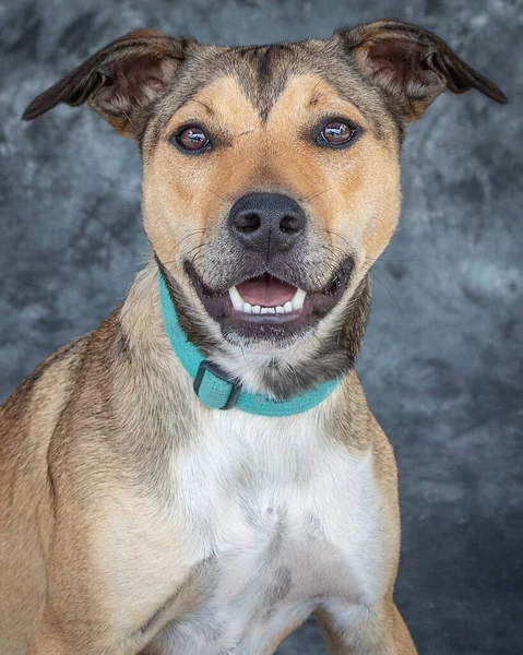 Perro Macho Marrón Claro Blanco Raza Mixta — Foto de Stock