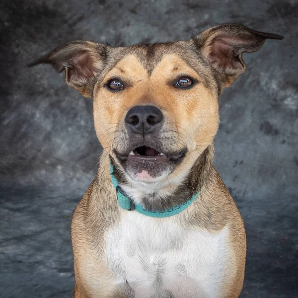 Light Brown White Male Dog Mixed Breed — Stock Photo, Image