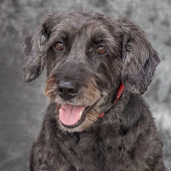 She Getting Years Beautiful Grey Mixed Breed Dog — Stock Photo, Image