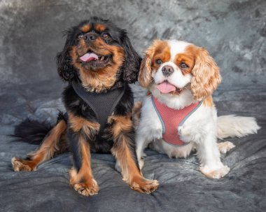Kral Charles Spaniel gri arka planı olan bir stüdyoda yerde oturuyor.