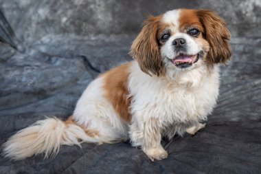 Kral Charles Spaniel gri arka planı olan bir stüdyoda yerde oturuyor.