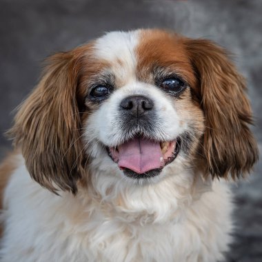 Kral Charles Spaniel gri arka planı olan bir stüdyoda yerde oturuyor.