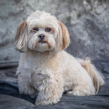 Maltese Teriyeri gri arka planla yerde oturuyor