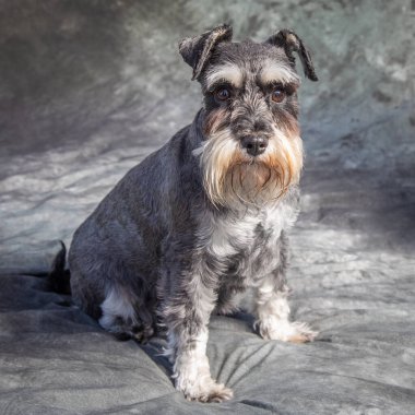 Minyatür Schnauzer gri arka planı olan bir stüdyoda yerde oturuyor.