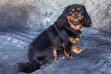 Şövalye Kral Charles Spaniel gri arka planla yerde oturuyor.