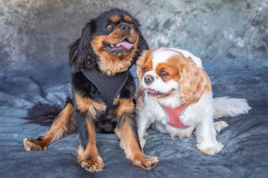 Kral Charles Spaniel gri arka planı olan bir stüdyoda yerde oturuyor.