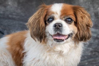 Kral Charles Spaniel gri arka planı olan bir stüdyoda yerde oturuyor.