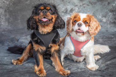 Kral Charles Spaniel gri arka planı olan bir stüdyoda yerde oturuyor.