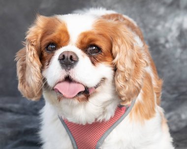 Kral Charles Spaniel gri arka planı olan bir stüdyoda yerde oturuyor.