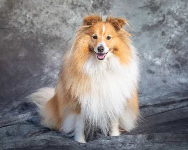 Shetland Koyun Köpeği Gri Arka Planlı Bir Stüdyoda Yerde Oturuyor — Stok fotoğraf