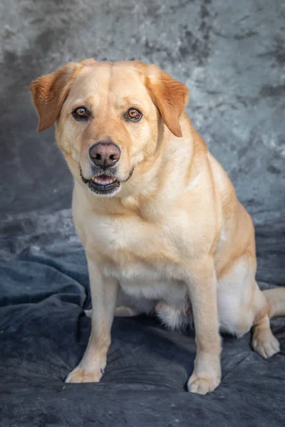 Labrador Retriever Siedzi Podłodze Studiu Szarym Tłem — Zdjęcie stockowe