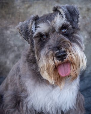 Minyatür Schnauzer gri arka planı olan bir stüdyoda yerde oturuyor.