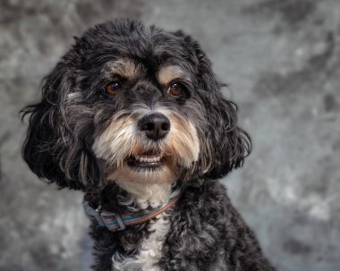 Şövalye Kral Charles Spaniel gri arka planla yerde oturuyor.