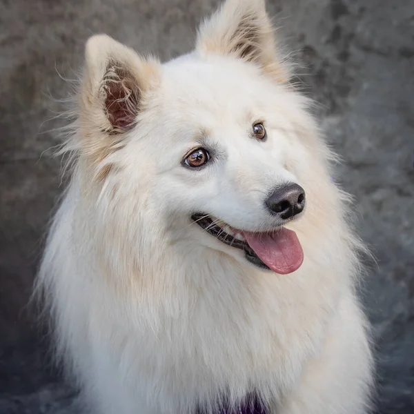 American Eskimo Dog Κάθεται Στο Πάτωμα Ένα Στούντιο Γκρι Φόντο — Φωτογραφία Αρχείου