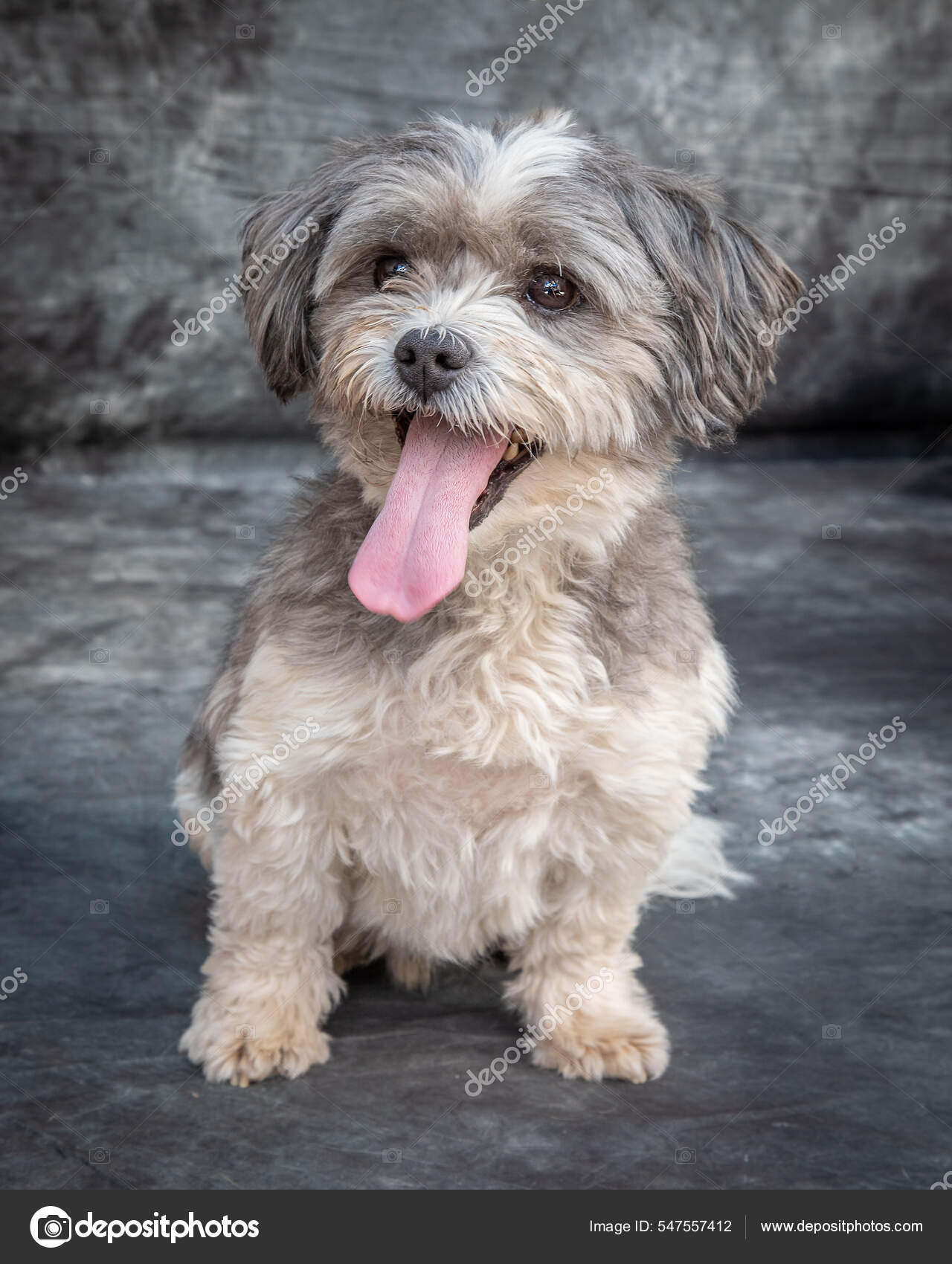 Norfolk Terrier Pictures Norfolk Terrier Stock Photos Images Depositphotos